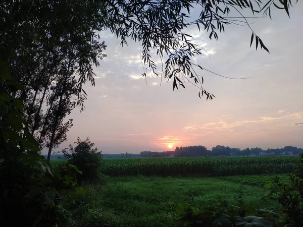 Hermoso Atardecer Bosque — Foto de Stock