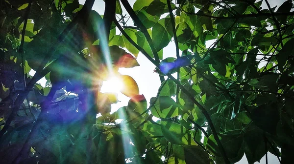 Árbol Verde Jardín — Foto de Stock