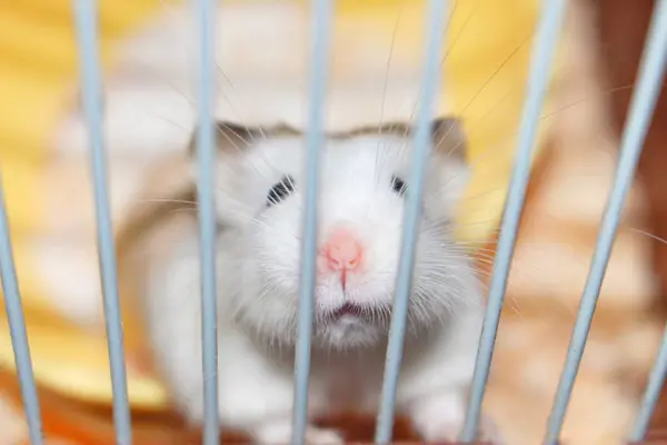 Gatinho Bonito Gaiola — Fotografia de Stock