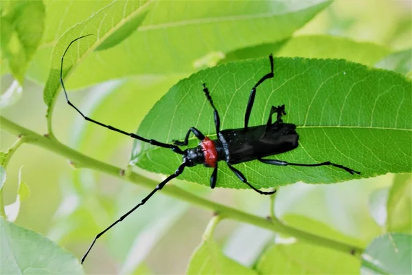 Macro Shot Insecte Petit Bug — Photo
