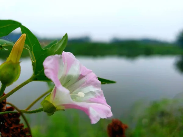 beautiful pink flowers on a background of green leaves