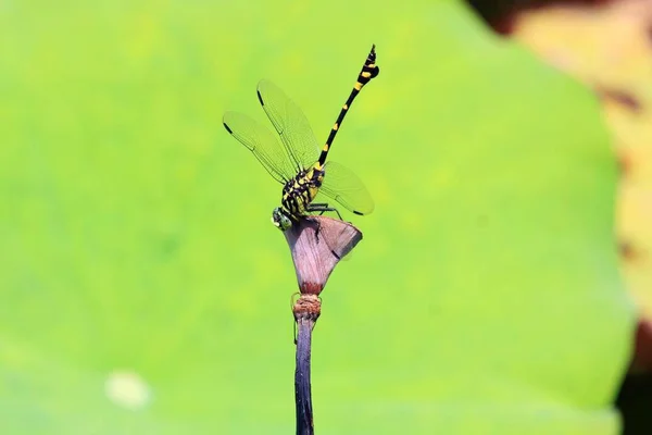 Insekten Flora Und Fauna — Stockfoto