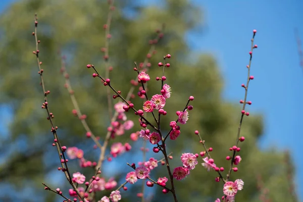 beautiful pink flowers on a background of blue sky