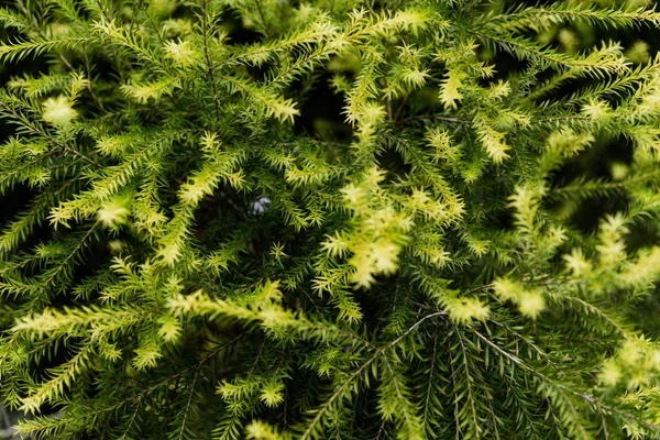 Groen Zomerblad Bladeren Flora — Stockfoto