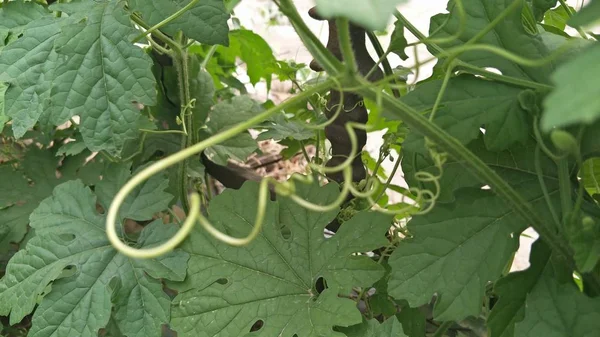 Hojas Verdes Una Planta Joven — Foto de Stock