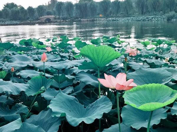 Lago Loto Jardín — Foto de Stock