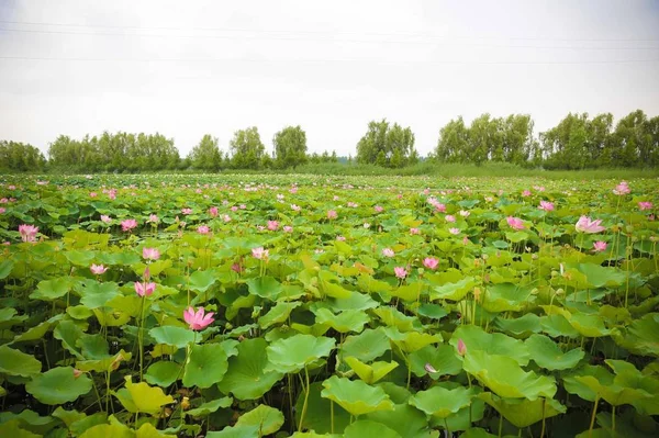 Hermoso Paisaje Con Montón Flores — Foto de Stock