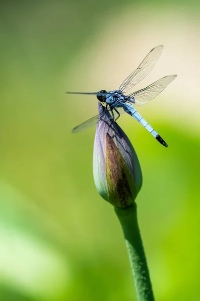 Libellule Sur Une Fleur — Photo