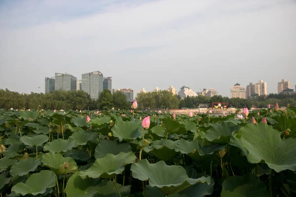 Vista Ciudad Del Parque — Foto de Stock