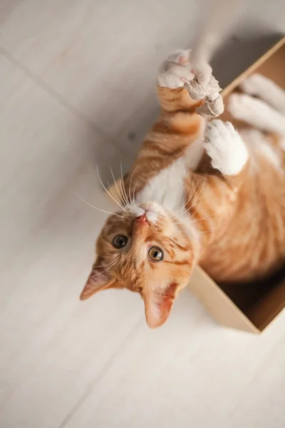 Lindo Gato Día — Foto de Stock