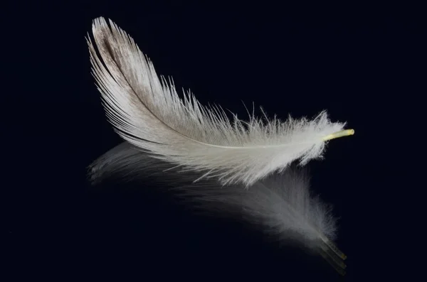 bird feather isolated on black background