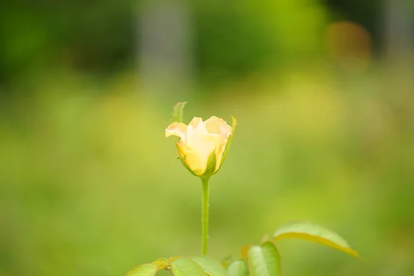 ดอกไม เหล องท สวยงามในสวน — ภาพถ่ายสต็อก