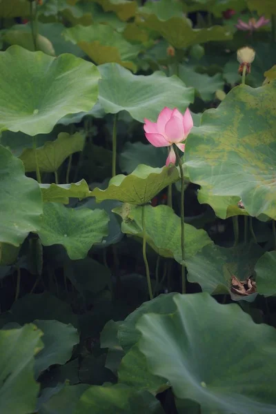 Flor Loto Estanque — Foto de Stock