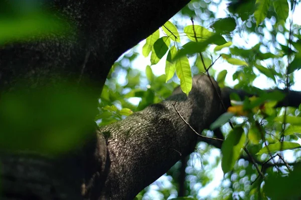 Mono Árbol — Foto de Stock