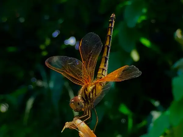 Schmetterling Auf Einem Blatt — Stockfoto