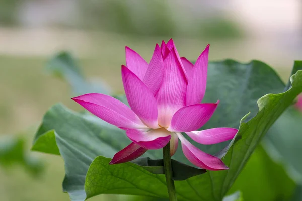 water lily on pond, lotus