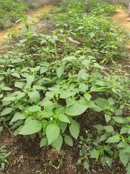 Plantas Jóvenes Verdes Que Crecen Jardín — Foto de Stock