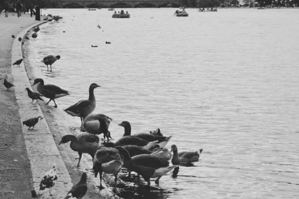 Cisnes Lago — Foto de Stock