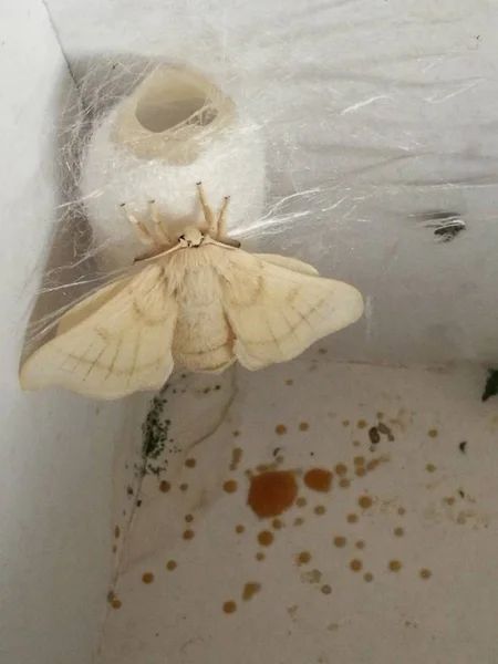 Hermosas Alas Insectos Mariposa — Foto de Stock