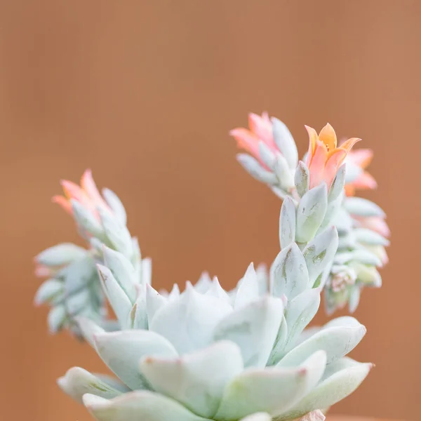 beautiful pink flower on a background of a bouquet of flowers