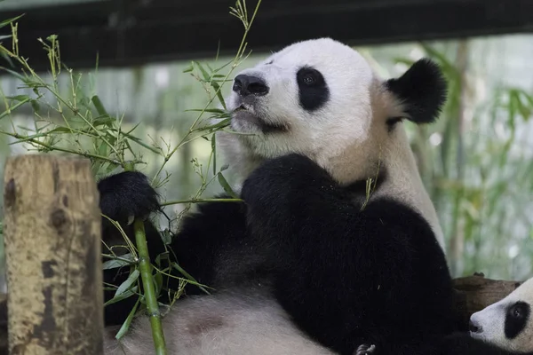 panda bear animal in zoo, pandas wildlife