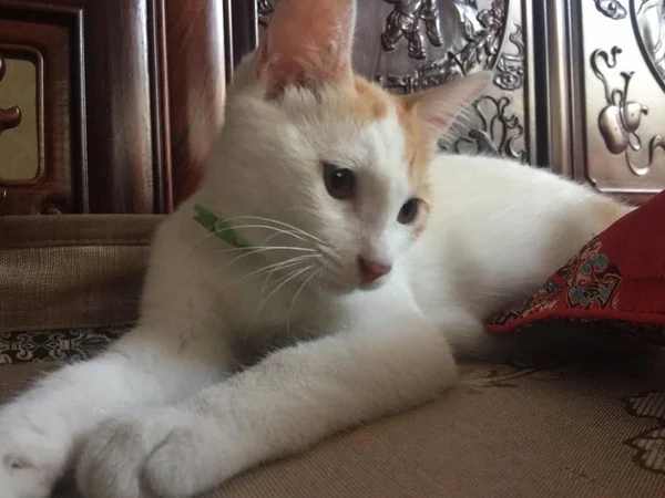 Кошка Сидит Диване — стоковое фото