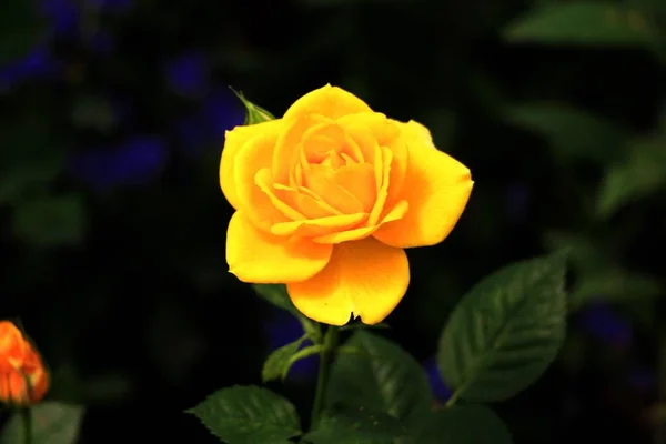 Hermosas Rosas Jardín — Foto de Stock