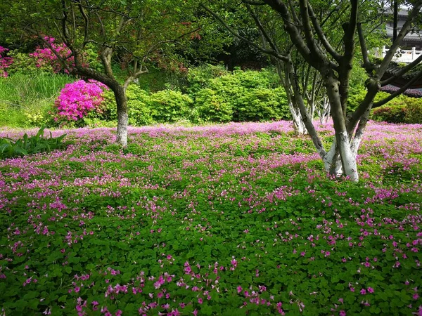Hermosas Flores Primavera Parque —  Fotos de Stock