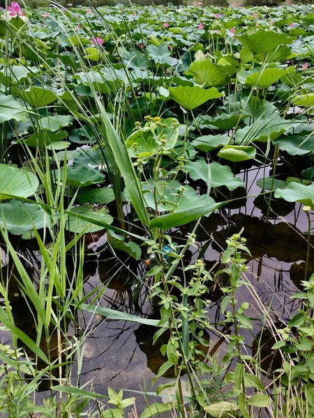 Plantas Verdes Jardín — Foto de Stock