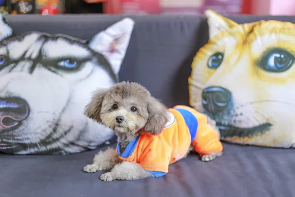 Lindo Perro Acostado Suelo Mirando Cámara — Foto de Stock