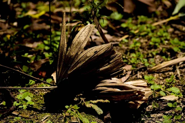 flora and nature, forest trees