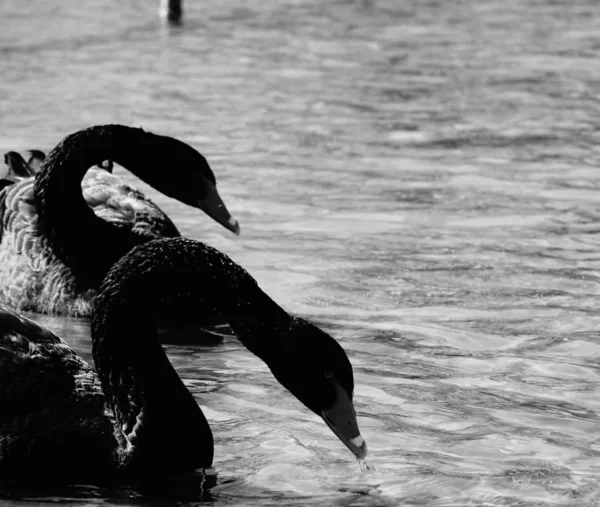 Foto Blanco Negro Una Joven Traje Baño Una Tabla Surf — Foto de Stock