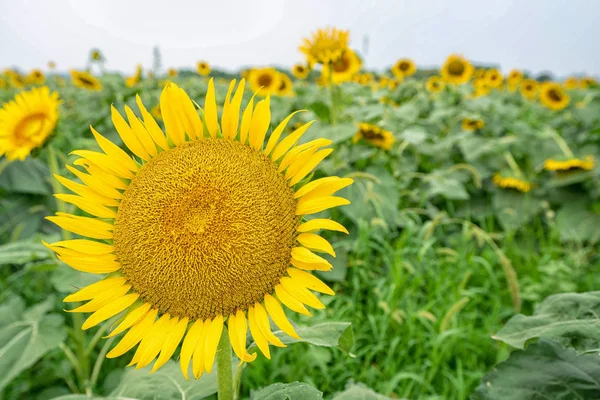 Zonnebloemenveld Zomer — Stockfoto