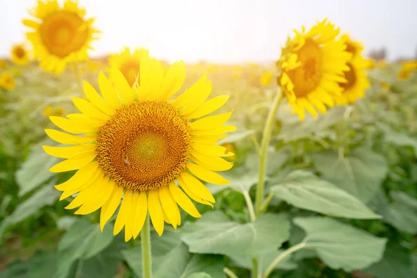 Zonnebloemenveld Zomer — Stockfoto