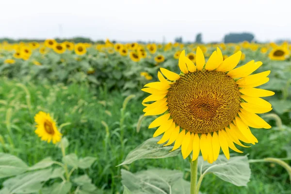 Zonnebloemenveld Met Blauwe Lucht — Stockfoto