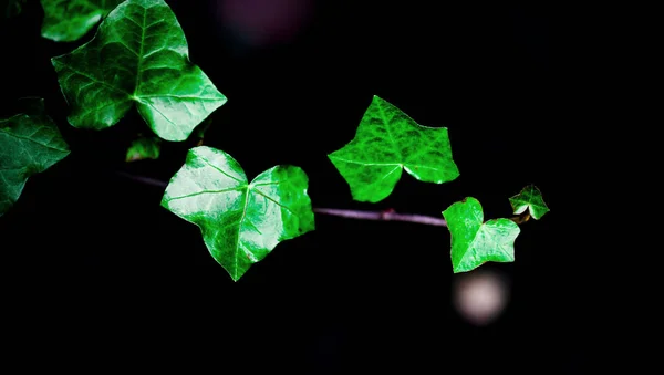 Folha Verde Fundo Folhagem — Fotografia de Stock