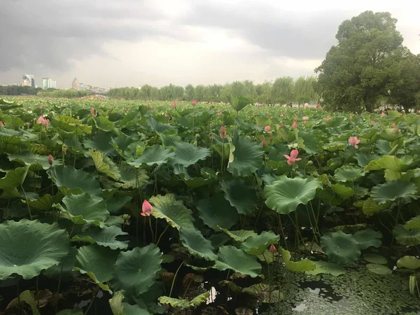 Campo Verde Con Una Planta Grande — Foto de Stock