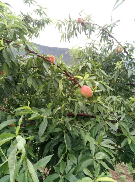 stock image ripe mango on the tree