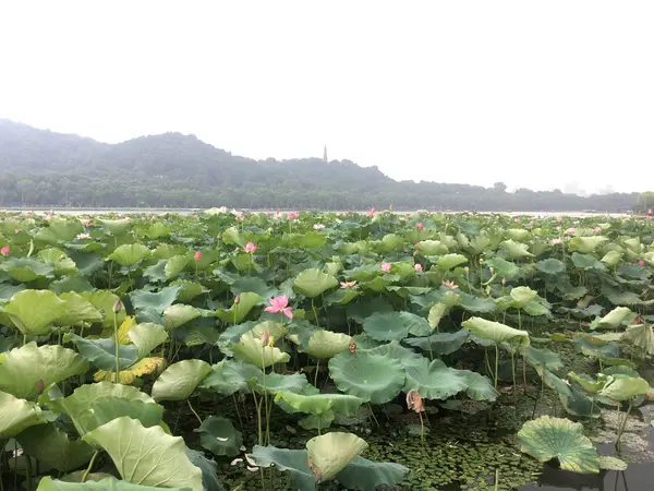 Planta Verde Que Crece Invernadero — Foto de Stock