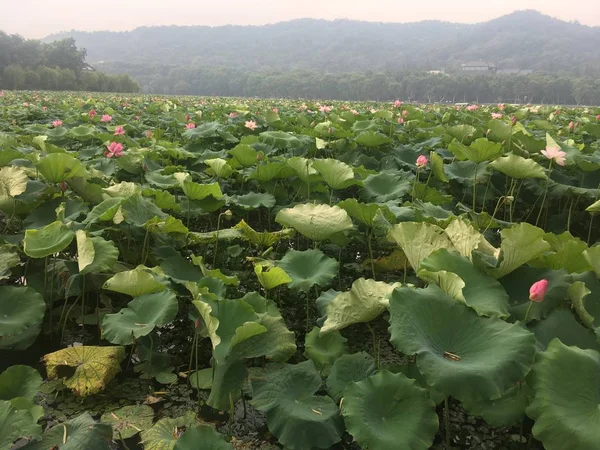 Campo Verde Con Una Col Roja — Foto de Stock