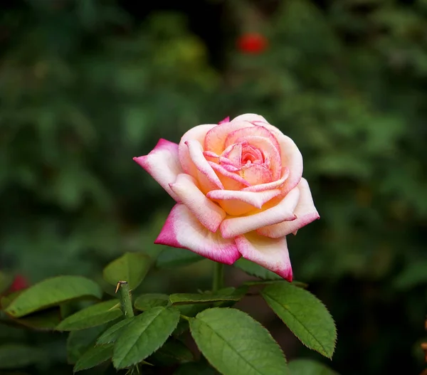 Beautiful Rose Garden — Stock Photo, Image