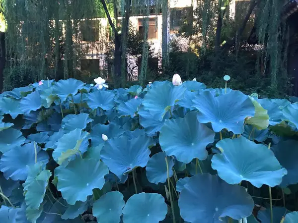 Hermosas Flores Jardín — Foto de Stock