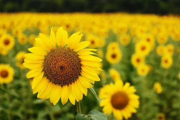 Veld Van Zonnebloemen Zomer — Stockfoto