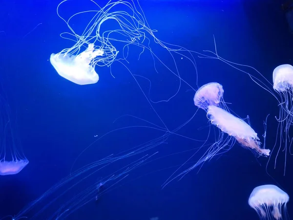 Foto Subaquática Medusas Água — Fotografia de Stock