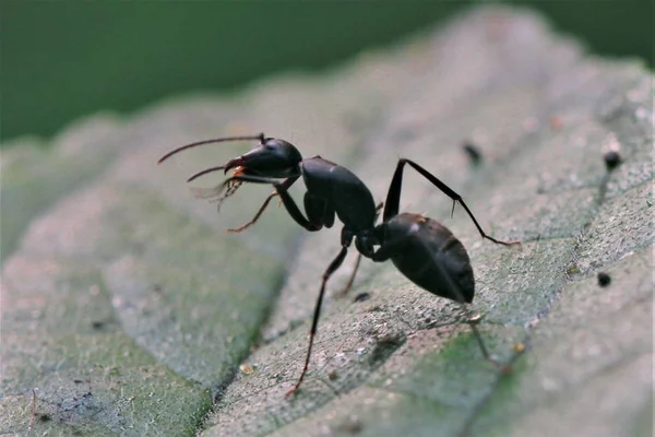 beetle bug, small insect, entomology