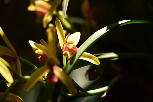 Hermosa Flor Orquídea Jardín — Foto de Stock