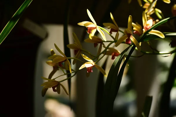 Flor Orquídea Jardín — Foto de Stock