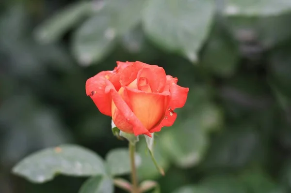 Rosa Roja Jardín — Foto de Stock