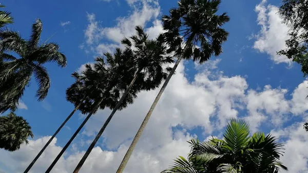 palm trees in the park