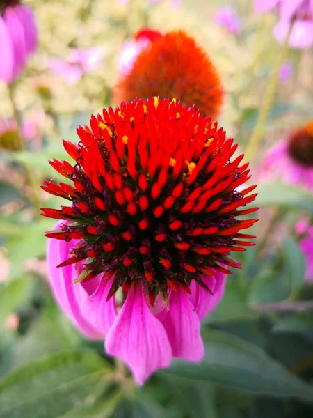 Vacker Botanisk Skott Naturliga Tapeter — Stockfoto